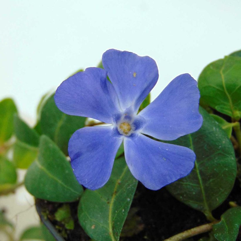 Vinca-menor Flower Power (Floração)