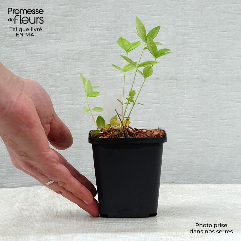 Amostra de Vinca-menor Flower Power Vaso de 8/9 cm tal como entregue na primavera