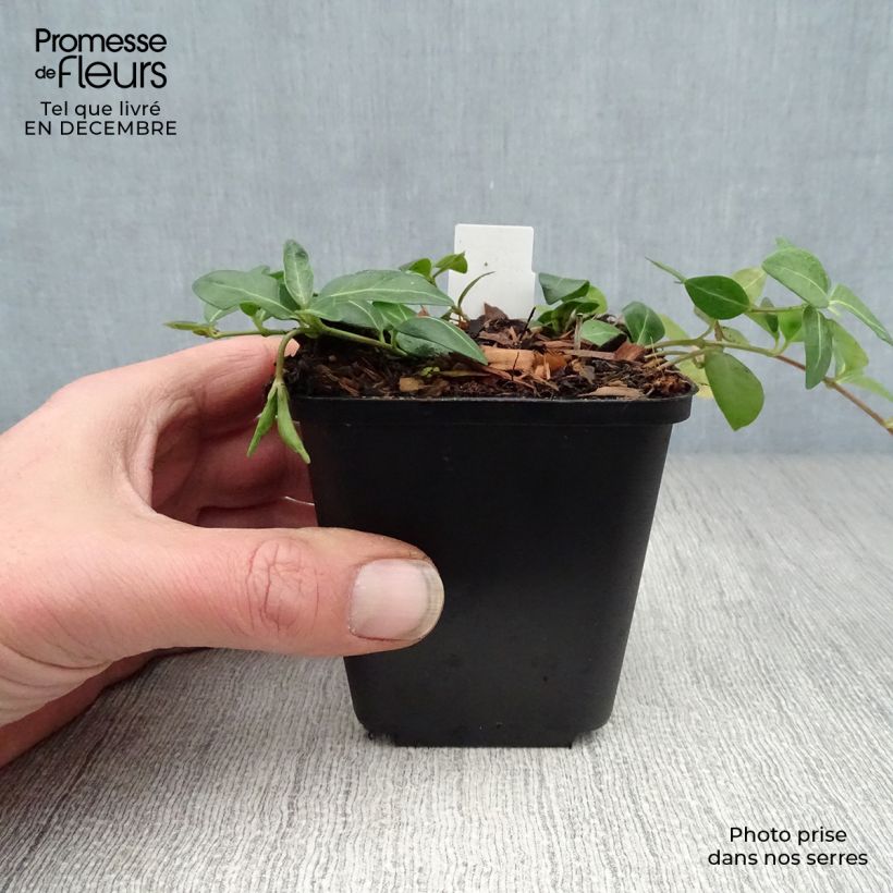 Amostra de Vinca minor Flower Power - Petite pervenche Vaso de 8/9 cm tal como entregue no inverno