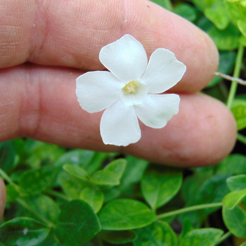 Vinca-menor Gertrude Jekyll (Floração)