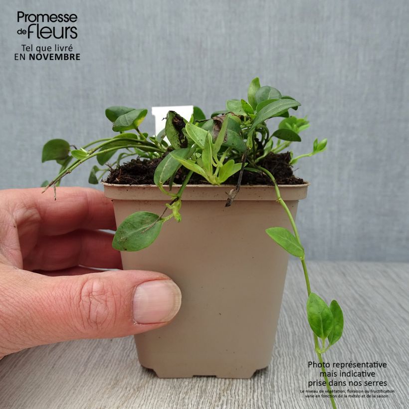 Amostra de Vinca-menor Gertrude Jekyll Vaso de 8/9 cm tal como entregue no outono