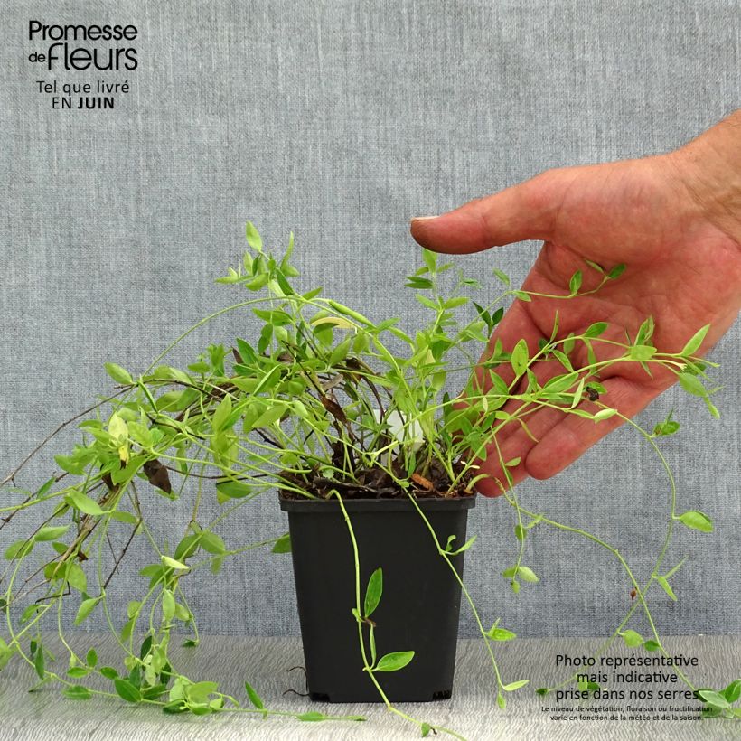 Amostra de Vinca-menor Gertrude Jekyll Vaso de 8/9 cm tal como entregue no verão