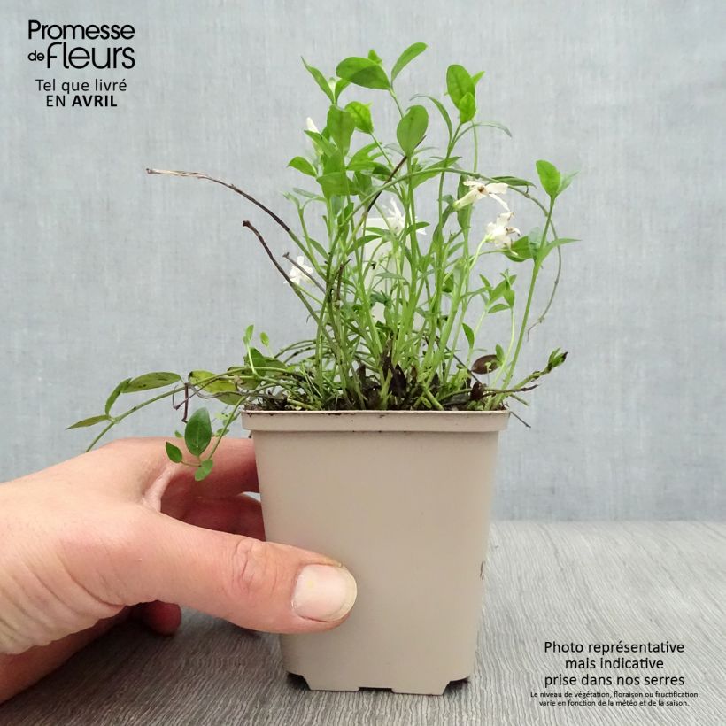 Amostra de Vinca-menor Gertrude Jekyll Vaso de 8/9 cm tal como entregue na primavera