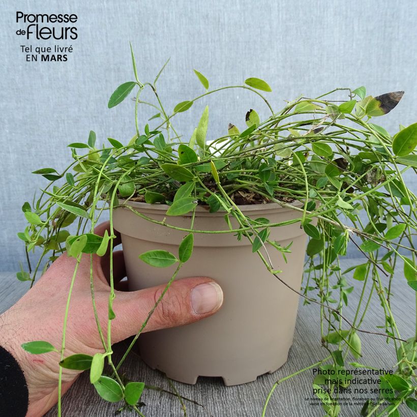 Amostra de Vinca minor Gertrude Jekyll - Pervenche à petite fleurs  Vaso de 2 L/3 L tal como entregue no inverno