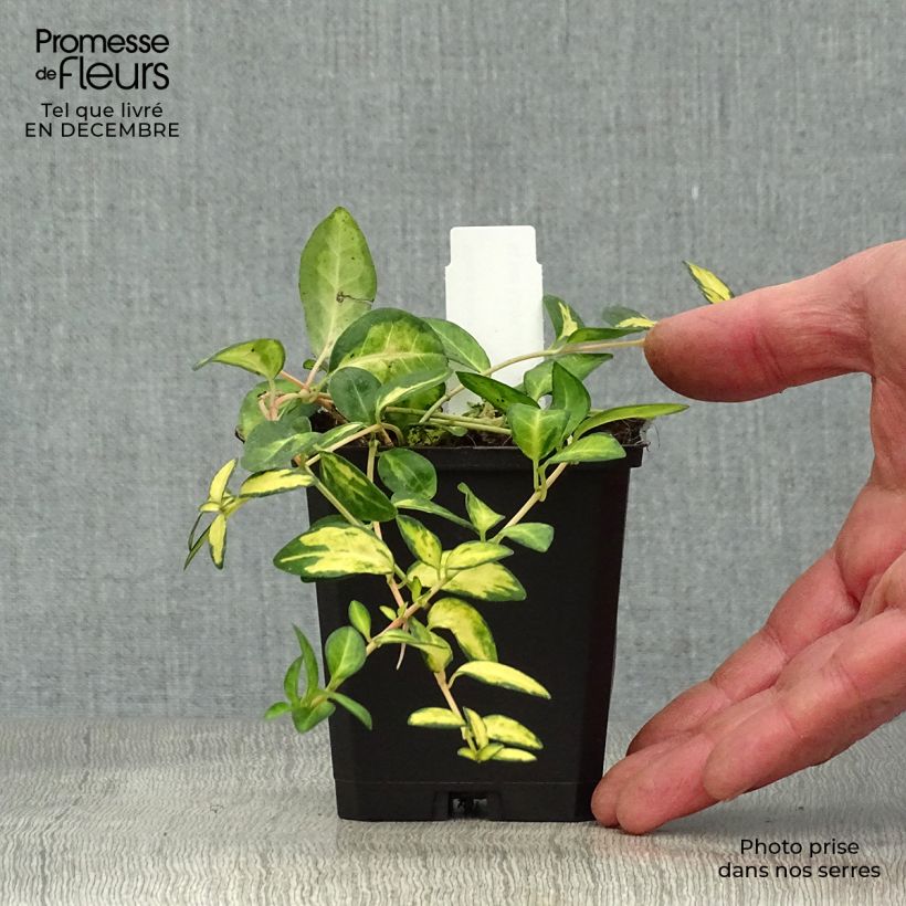 Amostra de Vinca minor Illumination - Pervenche panachée à petites fleurs  Vaso de 8/9 cm tal como entregue no inverno