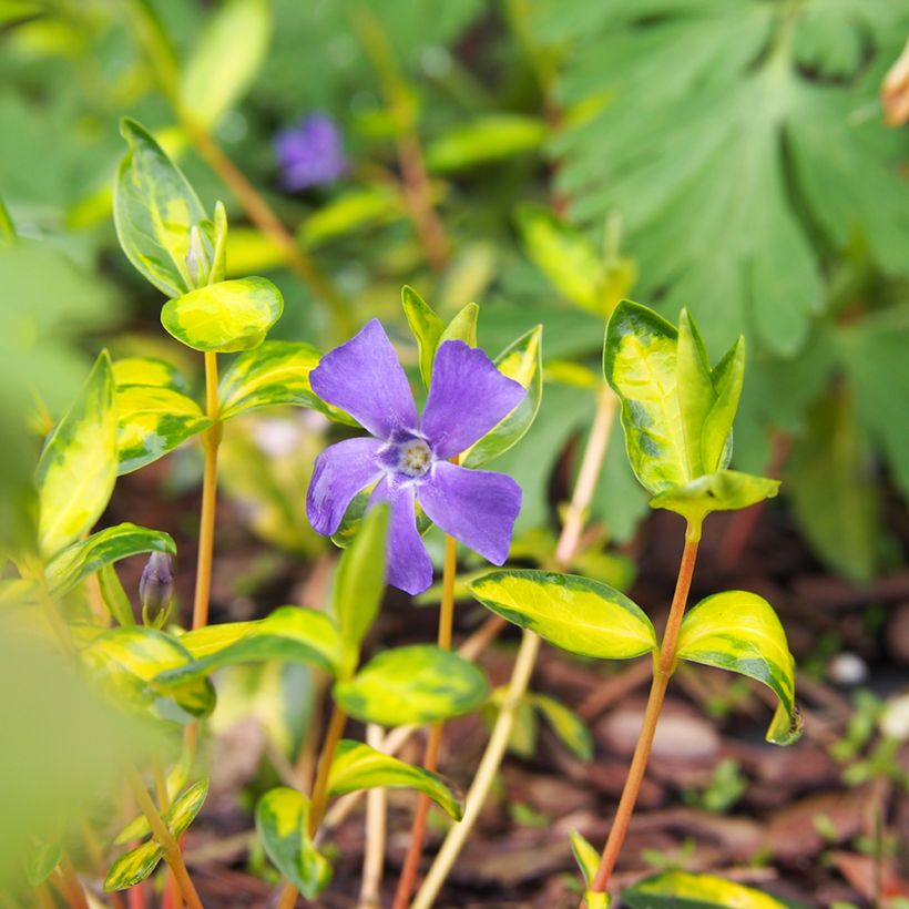 Vinca-menor Illumination (Floração)