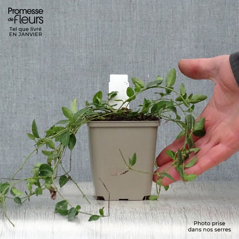 Amostra de Vinca minor Josefine - Petite pervenche Vaso de 8/9 cm tal como entregue no inverno