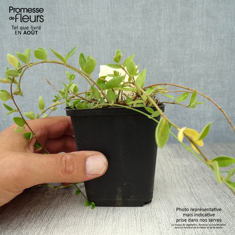 Amostra de Vinca-menor Marie Vaso de 8/9 cm tal como entregue no verão