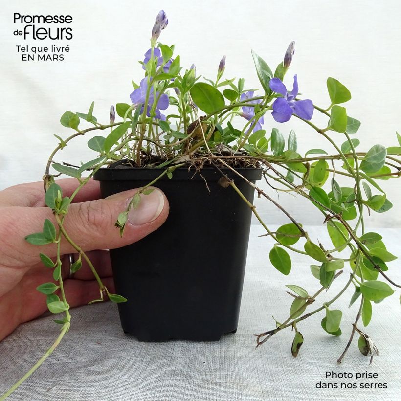 Amostra de Vinca-menor Marie Vaso de 8/9 cm tal como entregue no inverno