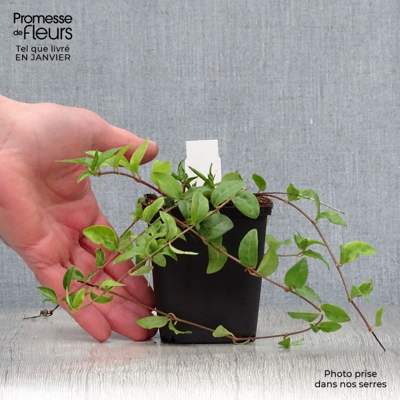 Amostra de Vinca-menor Multiplex Vaso de 8/9 cm tal como entregue no inverno