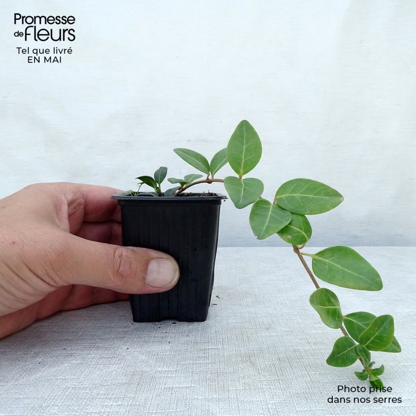 Amostra de Vinca-menor  - Vinca minor Vaso de 7/8 cm tal como entregue na primavera