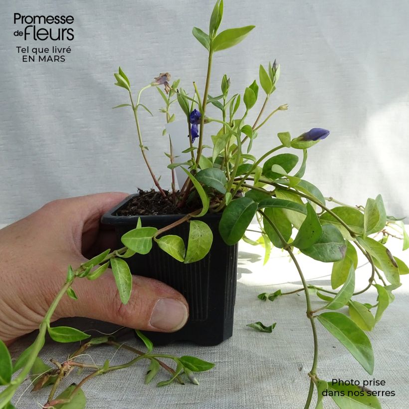 Amostra de Vinca-menor  - Vinca minor Vaso de 7/8 cm tal como entregue no inverno