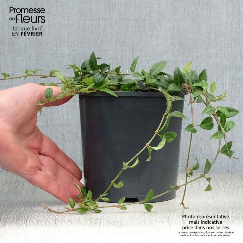 Amostra de Vinca-menor  - Vinca minor Vaso de 2 L/3 L tal como entregue no inverno