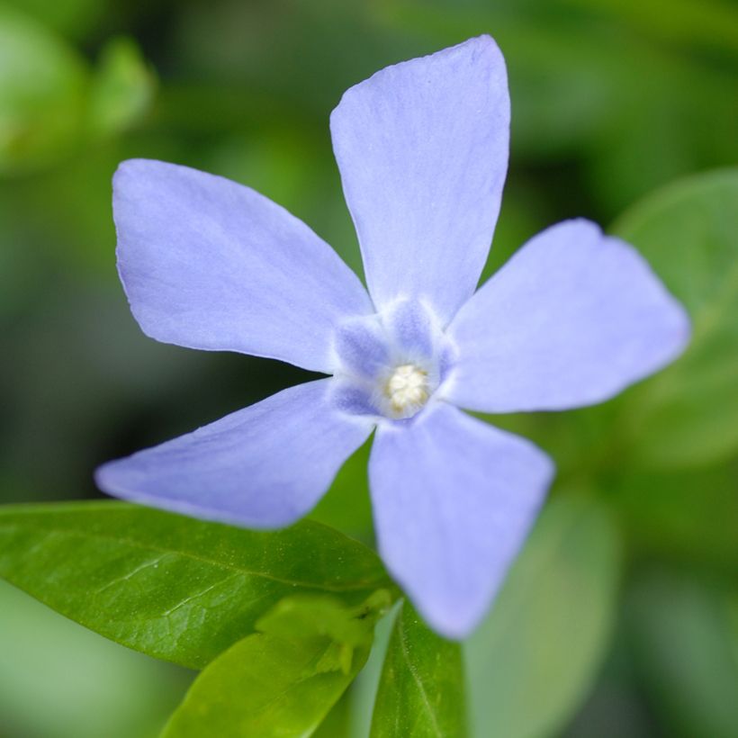 Vinca-menor Valentin (Floração)