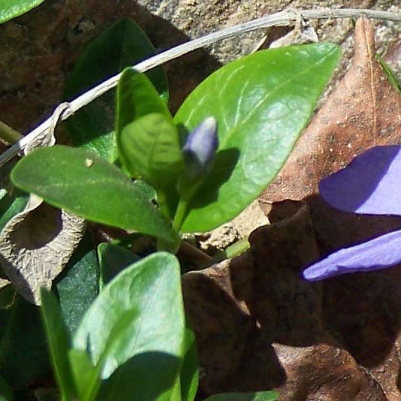 Vinca-menor  - Vinca minor (Folhagem)
