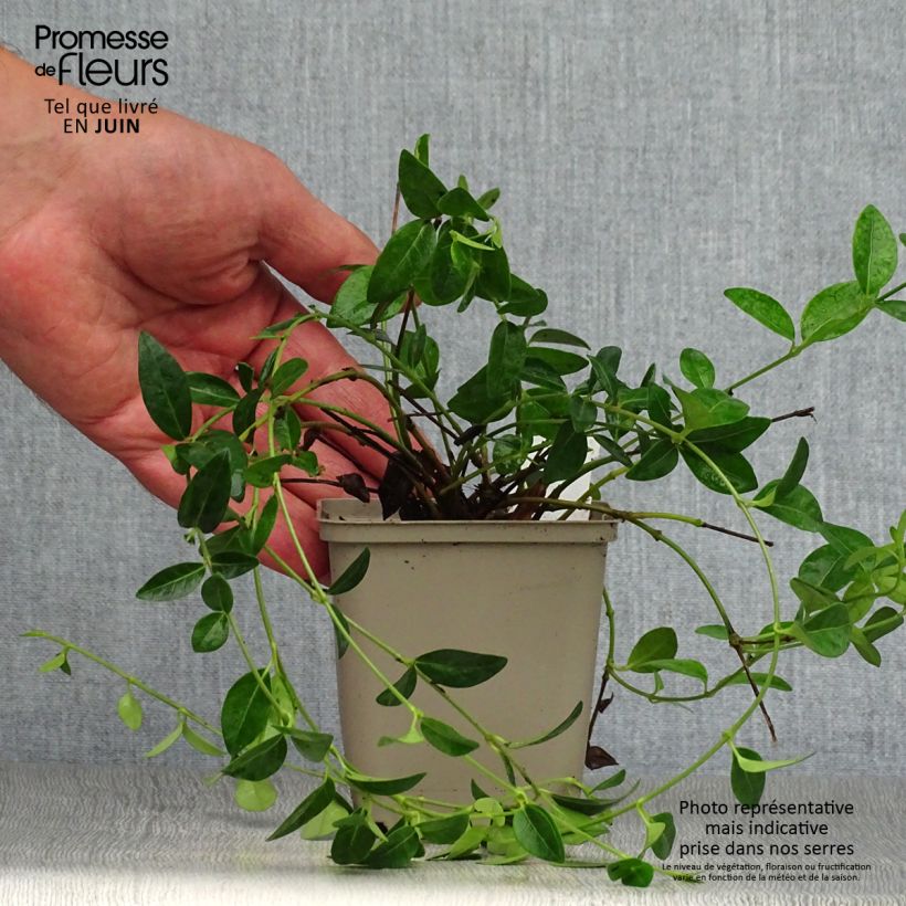 Amostra de Vinca-menor White Power Vaso de 8/9 cm tal como entregue no verão
