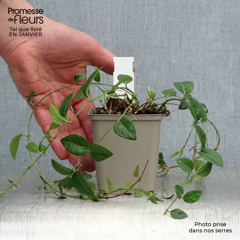 Amostra de Vinca-menor White Power Vaso de 8/9 cm tal como entregue no inverno