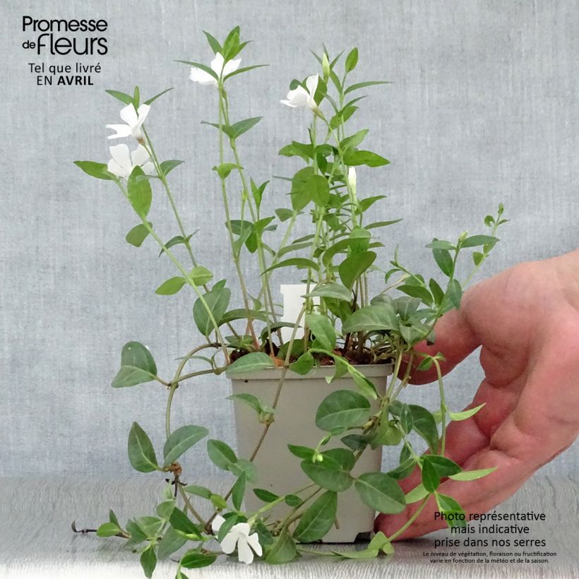 Amostra de Vinca-menor White Power Vaso de 8/9 cm tal como entregue na primavera