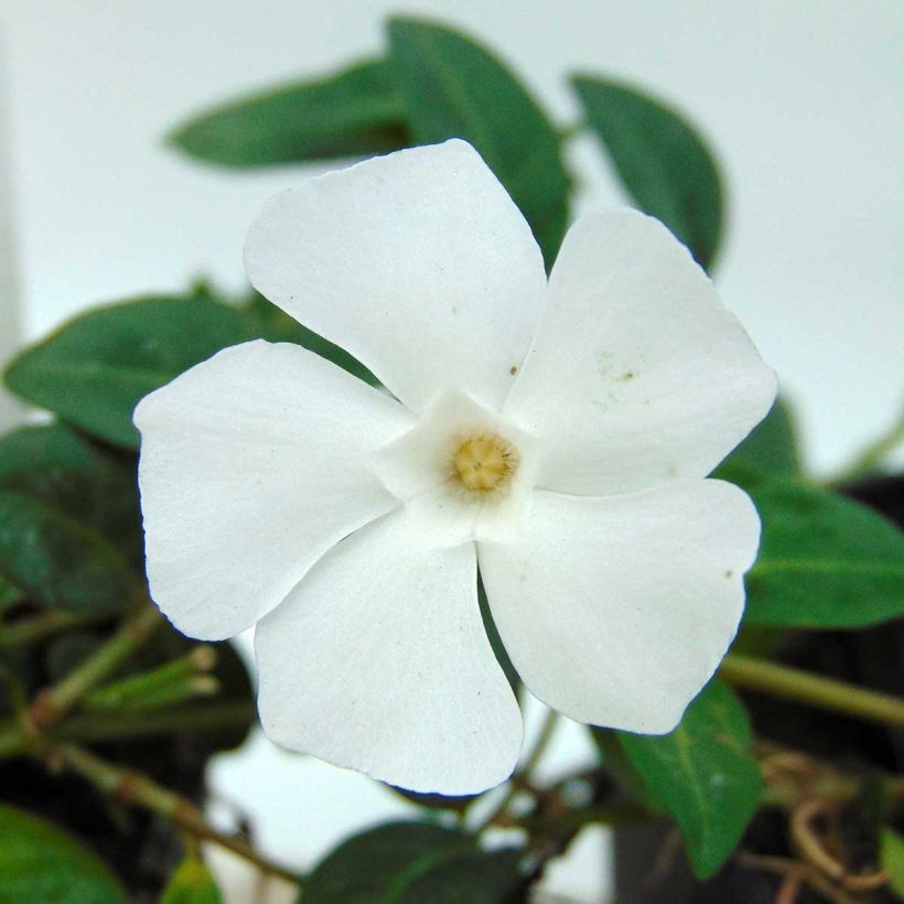 Vinca-menor White Power (Floração)