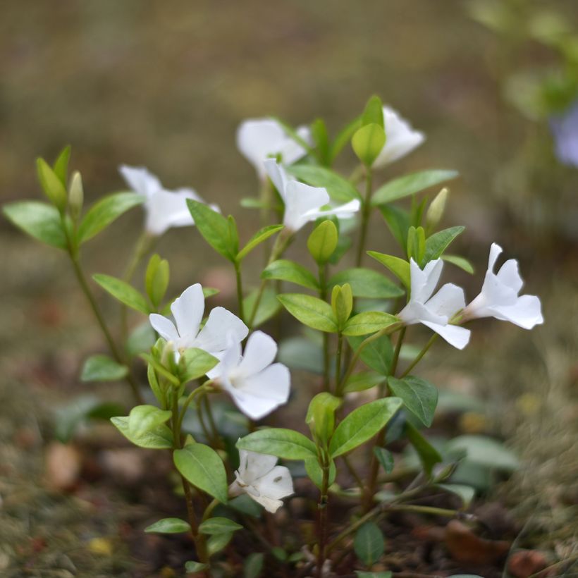 Vinca-menor Alba (Hábito)