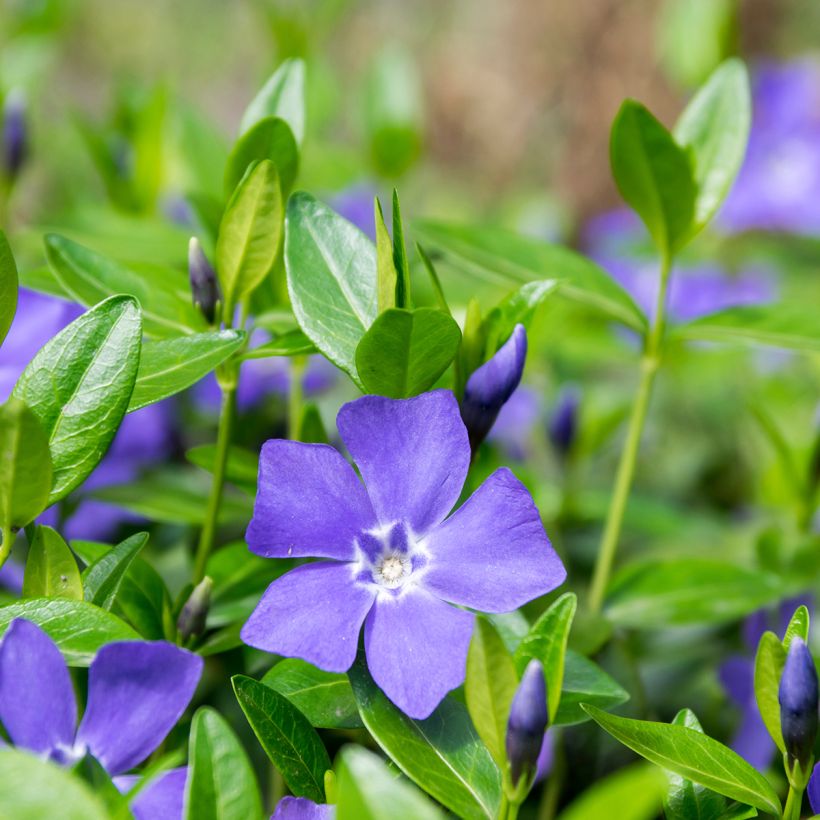 Vinca-menor  - Vinca minor (Floração)