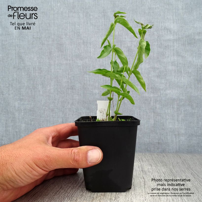 Amostra de Vincetoxicum hirundinaria Vaso de 8/9 cm tal como entregue na primavera