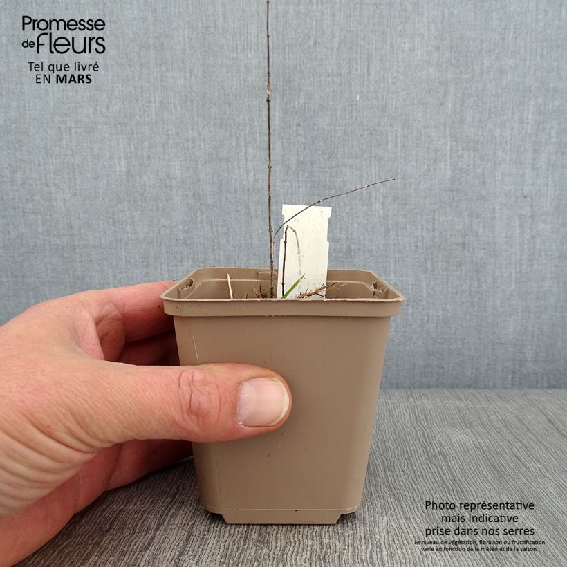 Amostra de Vincetoxicum hirundinaria (Cyanchum) - Dompte-venin officinal Godet de 8/9 cm tal como entregue no inverno