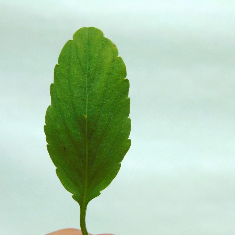 Amor-perfeito Blue Moon - Viola hybrida (Folhagem)