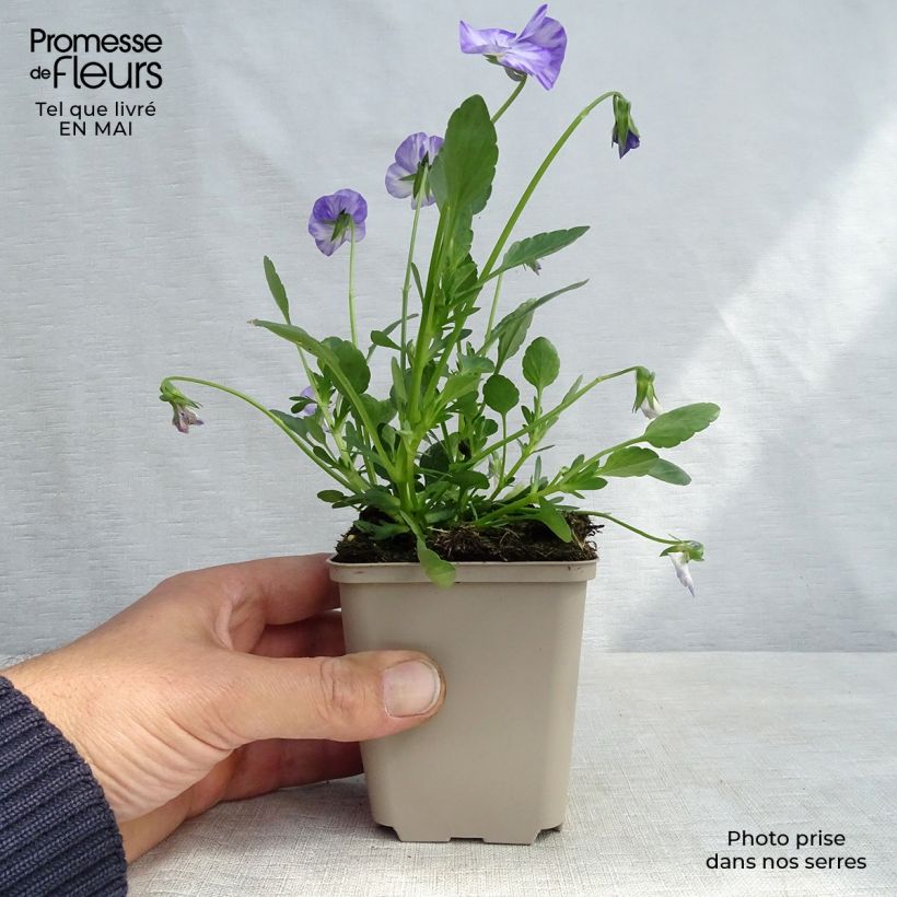 Amostra de Viola cornuta Columbine Vaso de 8/9 cm tal como entregue na primavera