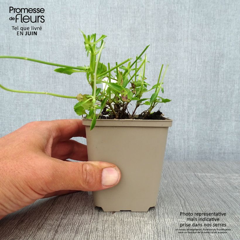 Amostra de Viola cornuta Columbine Vaso de 8/9 cm tal como entregue no verão