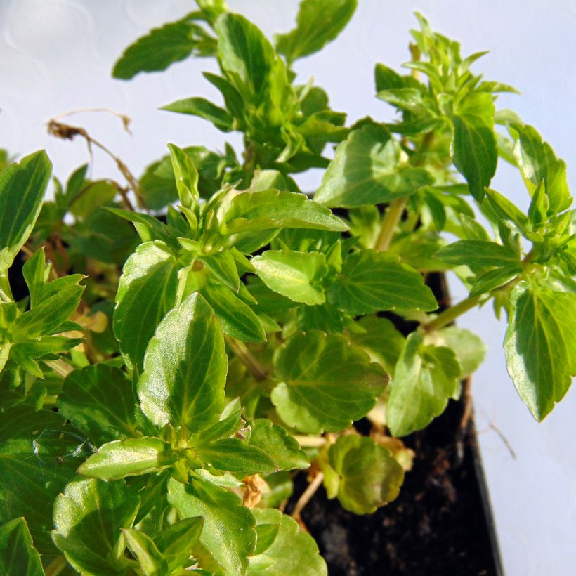 Viola cornuta Icy but Spicy (Folhagem)