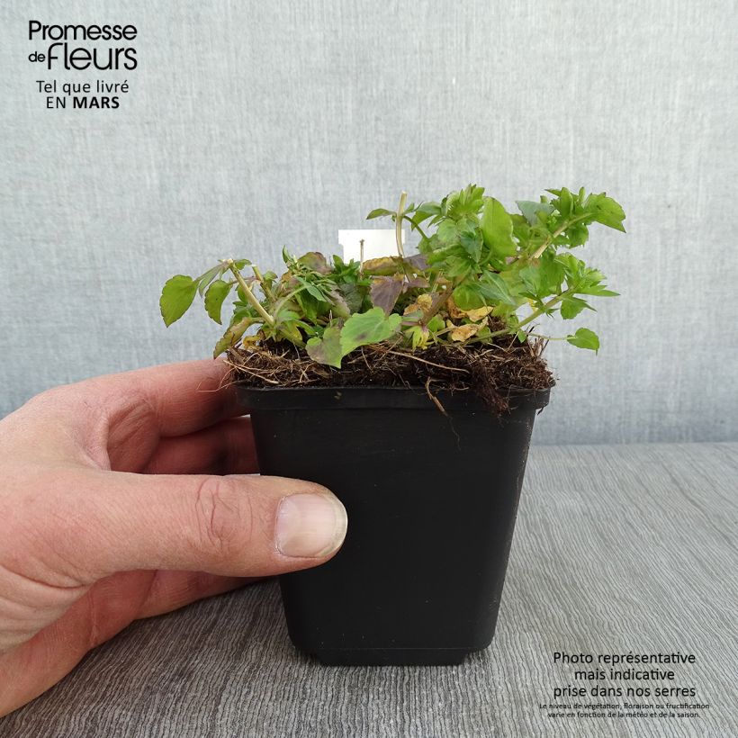 Amostra de Viola cornuta Icy but Spicy Vaso de 8/9 cm tal como entregue no inverno