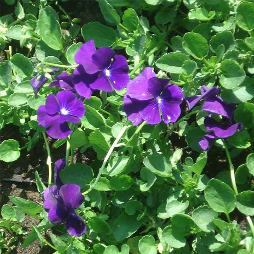Viola cornuta Martin (Floração)