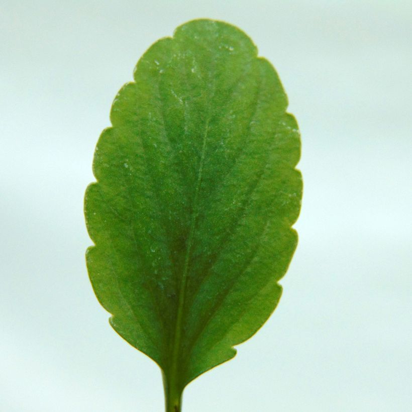 Viola cornuta Etain (Folhagem)