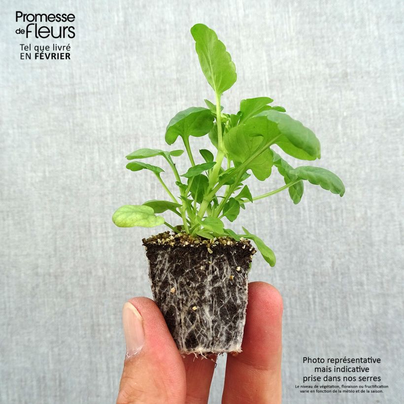 Amostra de Viola cornuta Butterfly Orange and Purple Mini-motte Jardimotte: torrão de 3,8 cm x 3,2 cm em tabuleiro de cultivo de 16 unidades tal como entregue no outono