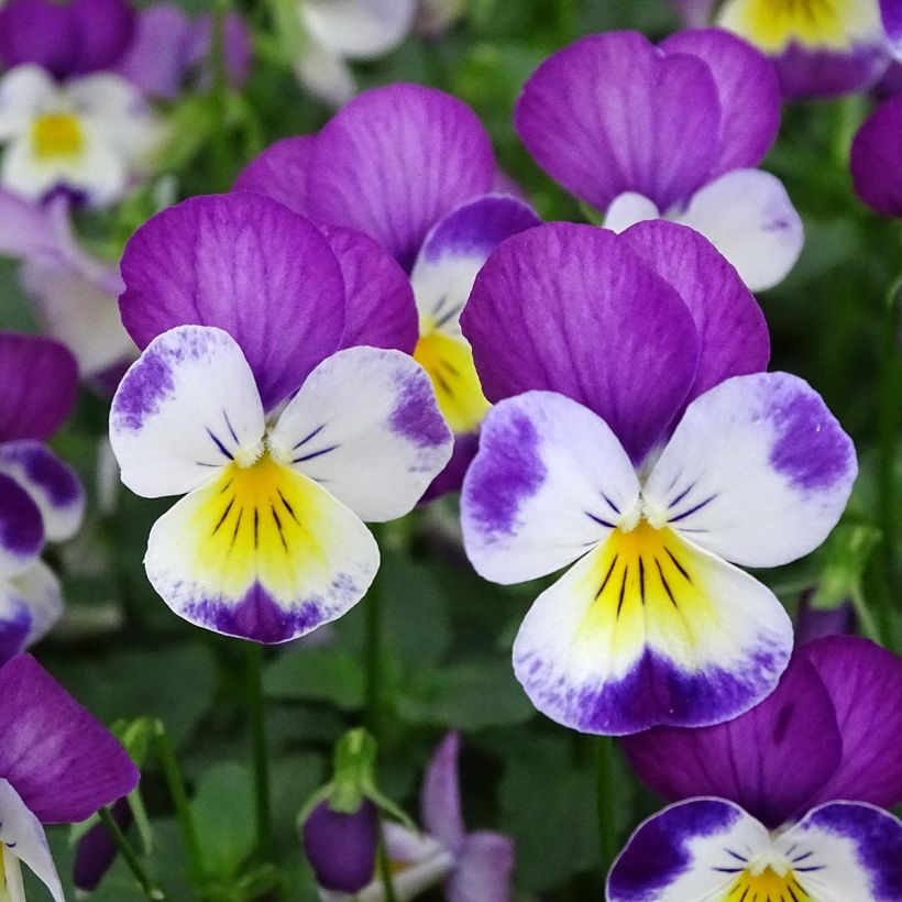 Viola cornuta Butterfly Rose White Face (Floração)