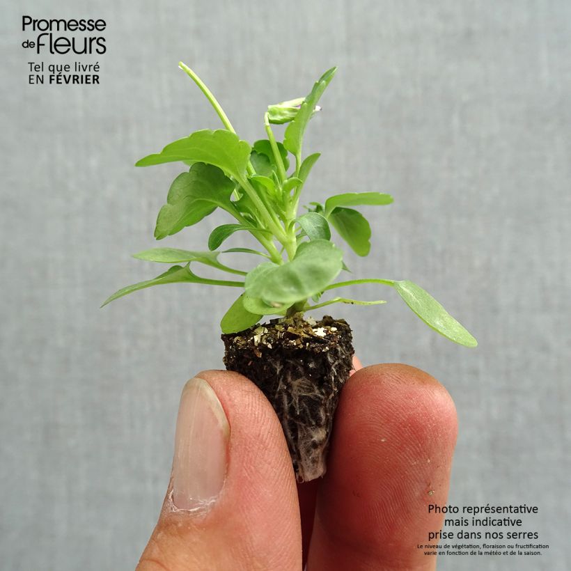 Amostra de Viola cornuta Butterfly Rose White Face Mini-motte  Minimotte : motte 2,2 cm x 2 cm en plaque de culture par 35 tal como entregue no outono