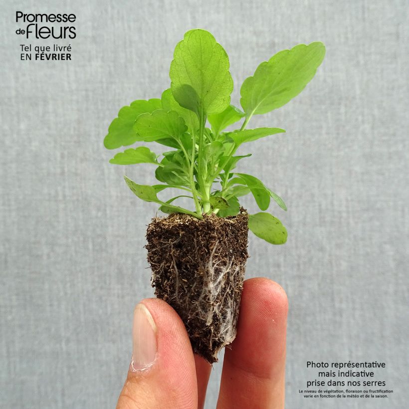 Amostra de Viola cornuta Butterfly Rose White Face Mini-motte  Jardimotte : motte 3,8 cm x 3,2 cm en plaque de culture par 16 tal como entregue no outono