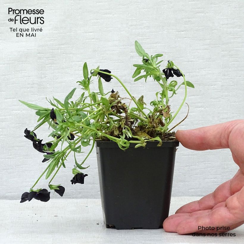 Amostra de Viola cornuta Molly Sanderson Vaso de 8/9 cm tal como entregue na primavera