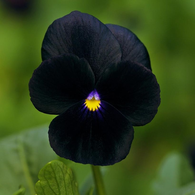 Viola cornuta F1 Sorbet Black Delight (Floração)