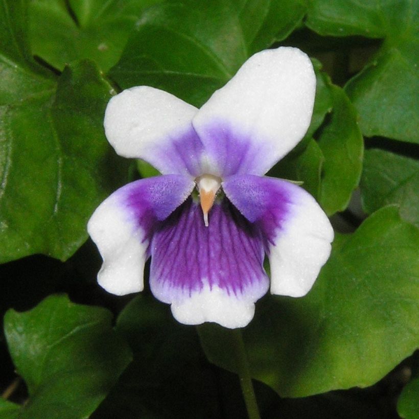 Viola hederacea (Floração)
