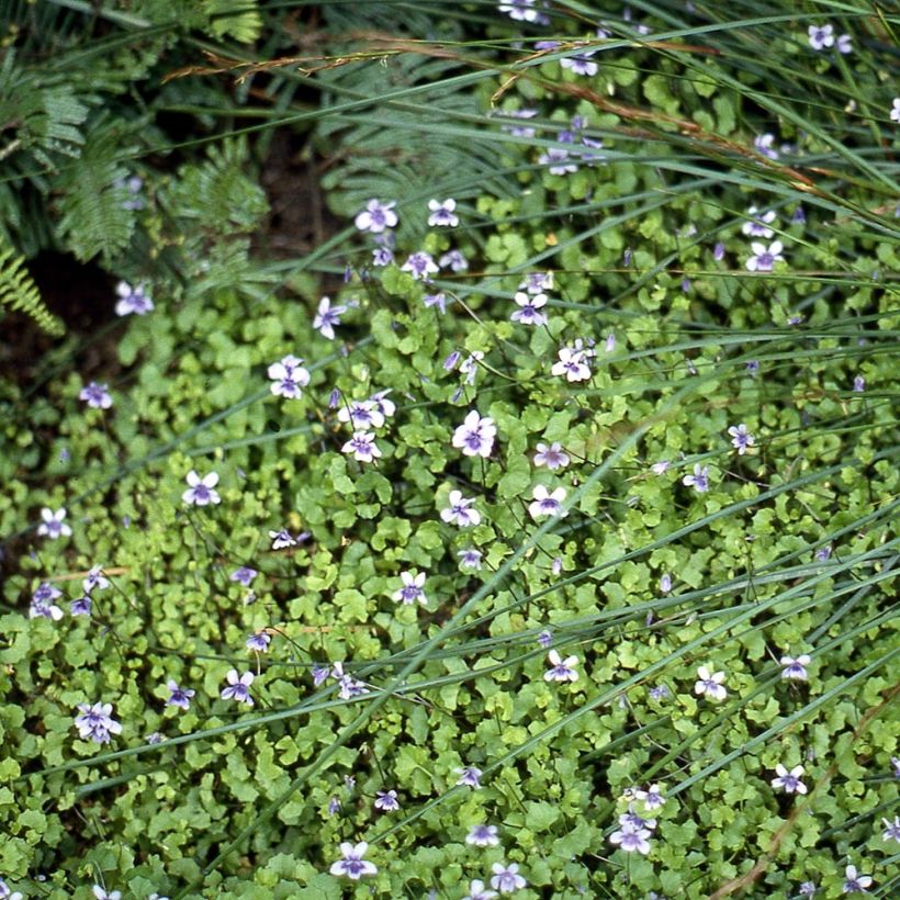 Viola hederacea (Hábito)