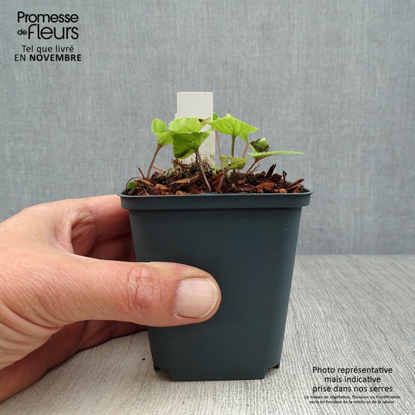Amostra de Viola koreana Mars Vaso de 8/9 cm tal como entregue no outono
