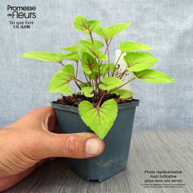Amostra de Viola koreana Mars Vaso de 8/9 cm tal como entregue no verão