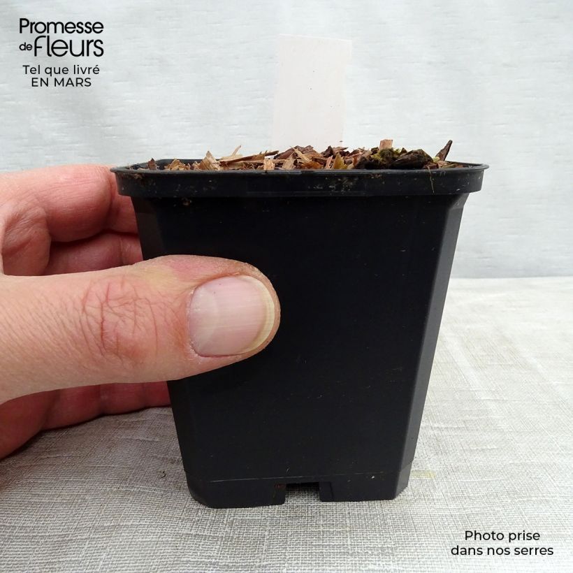 Amostra de Viola koreana Mars Vaso de 8/9 cm tal como entregue no inverno