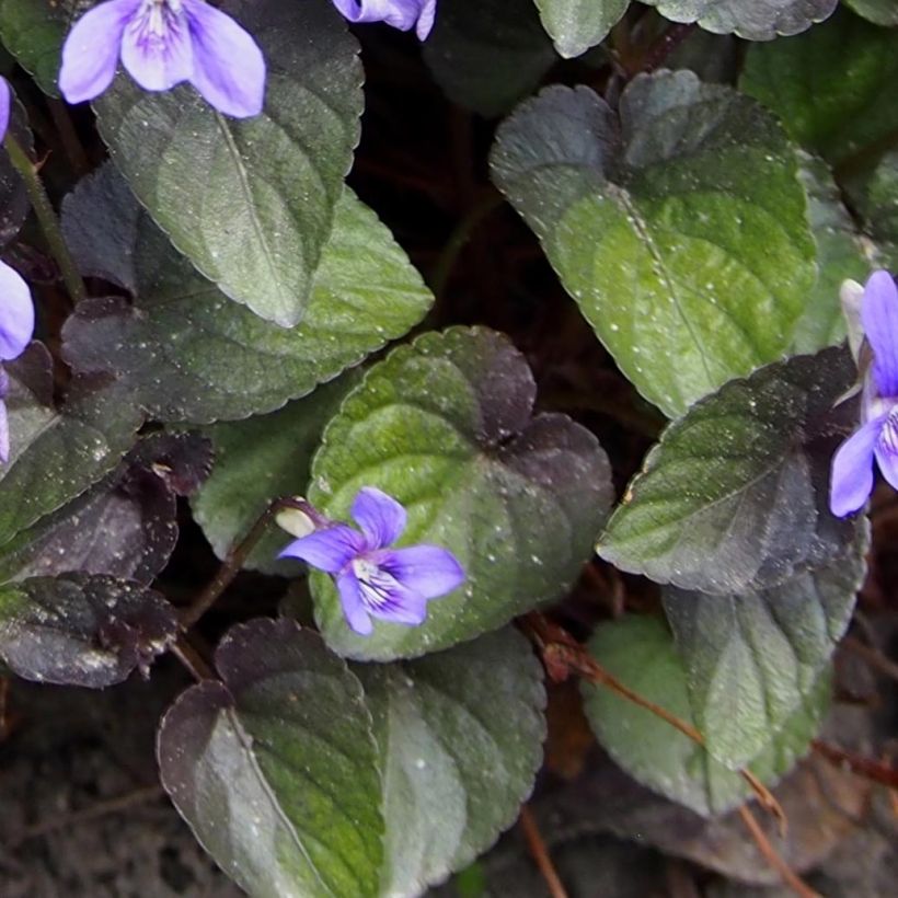 Viola riviniana var. purpurea (Folhagem)