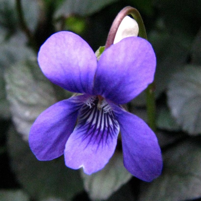 Viola riviniana var. purpurea (Floração)