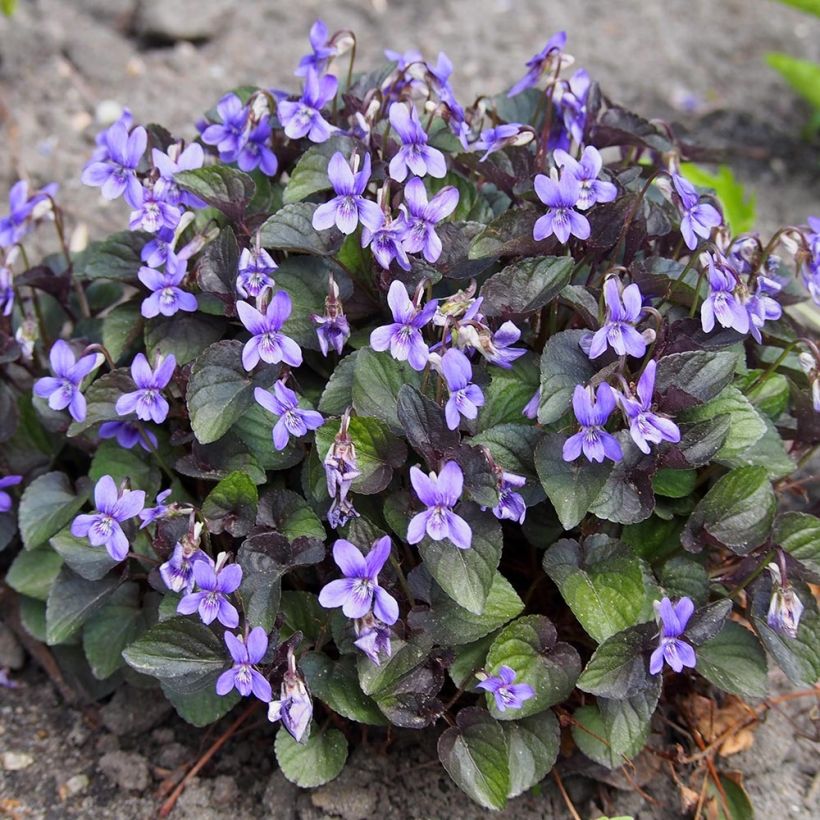 Viola riviniana var. purpurea (Hábito)