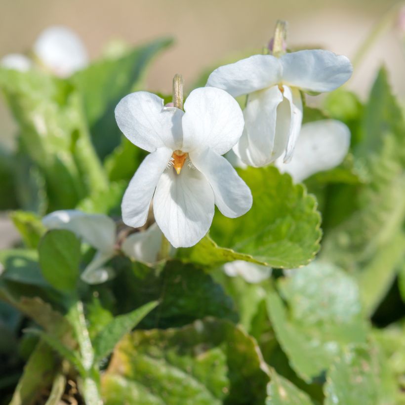 Viola odorata Alba (Floração)