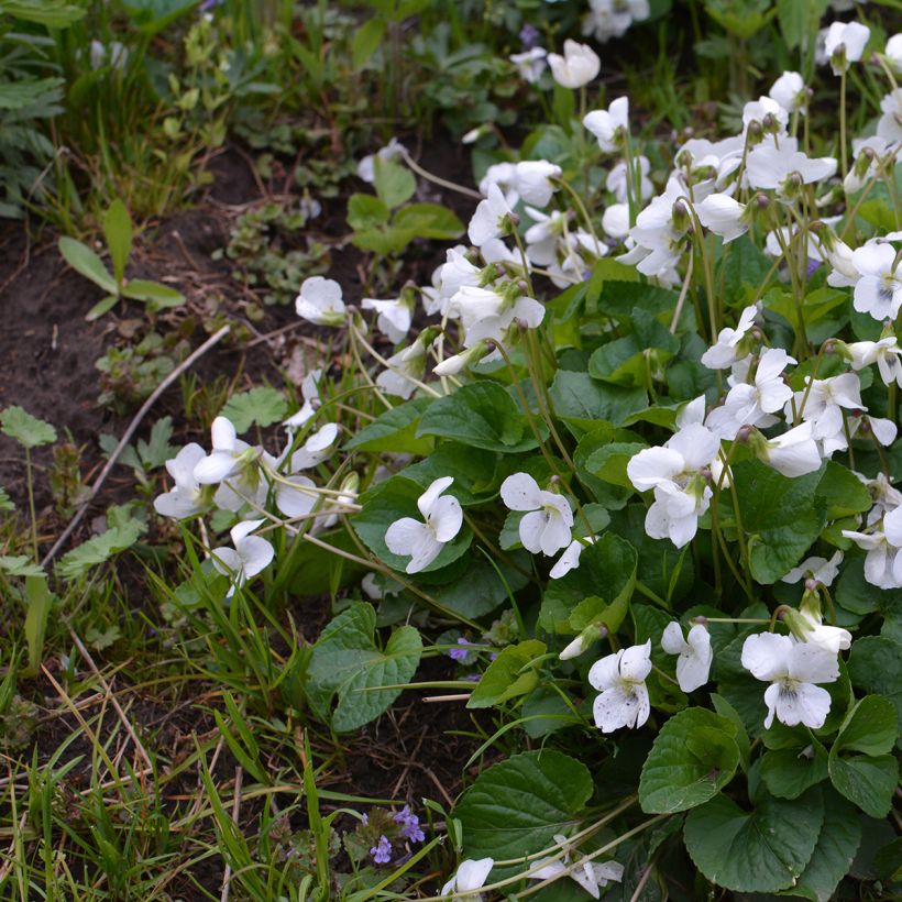 Viola odorata Alba (Hábito)